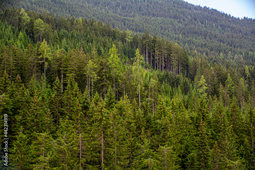 Close up of an evergreen forest in the Austrian Alps