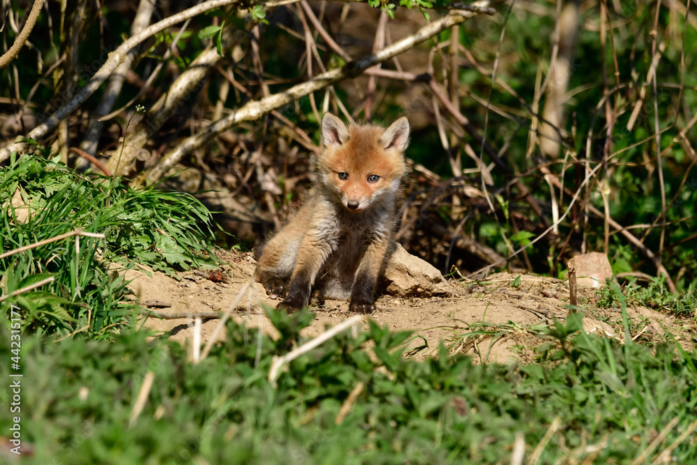 Fototapeta premium sweet baby fox at his fox burdour at the edge of the forest