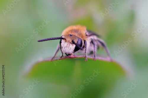 Frontal closeup of a hairy male common plasterer bee on a leaf photo