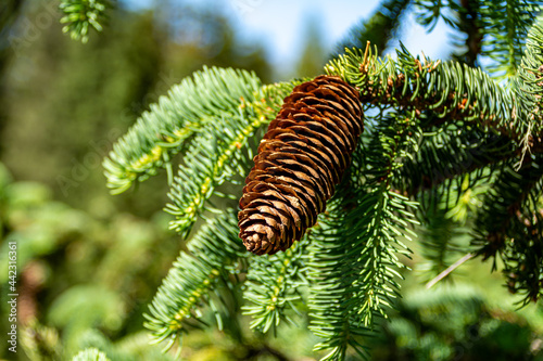 Close up of a Pinecone hanging on a fir tree on a sunny day
