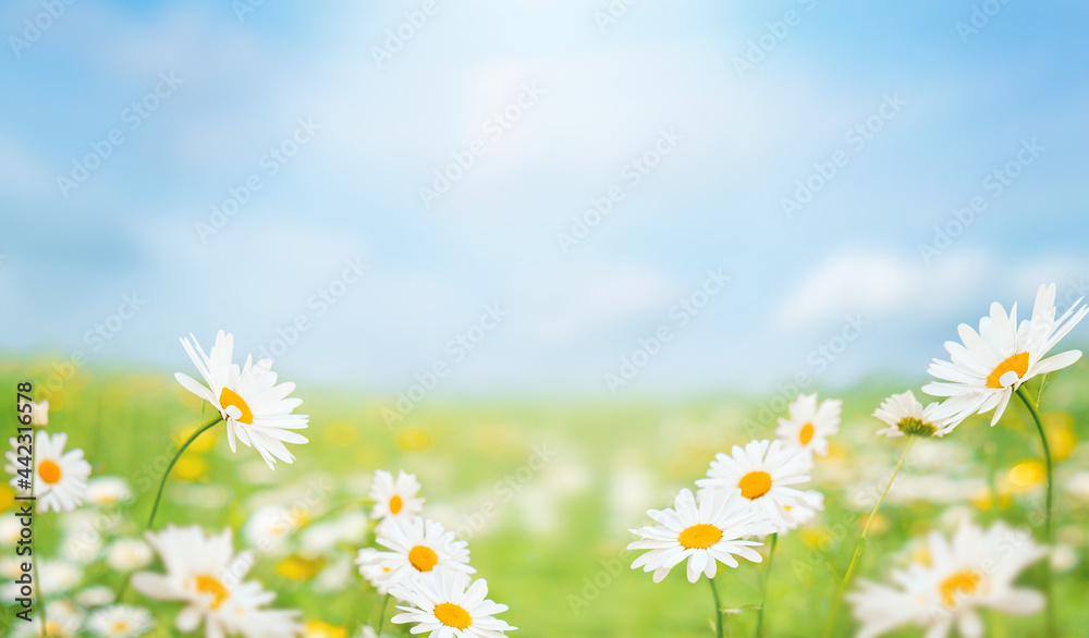 Blue sky and field with green grass and daisy flowers. Background for summer, nature, ecology and environmental conservation concept. Selective focus on flowers