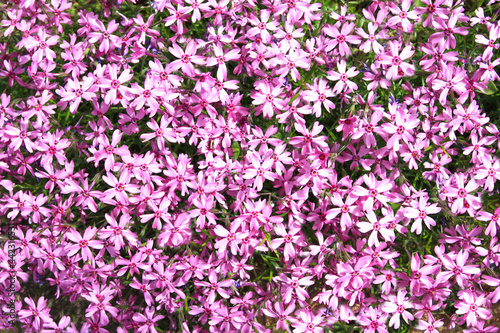 Phlox subulata flowers