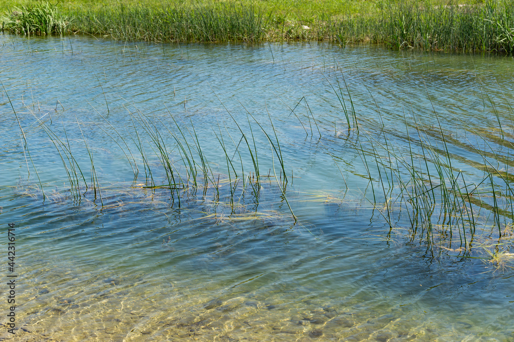 Emerald water of mountain river Teshebs with thickets of Schoenoplectus lacustris, lake shore bulrush or common club-rush. River flows into Black Sea near village Arkhipo-Osipovka Emerald water of mountain river Teshebs with thickets of Schoenoplectus lacustris, lake shore bulrush or common club-rush. River flows into Black Sea near village Arkhipo-Osipovka