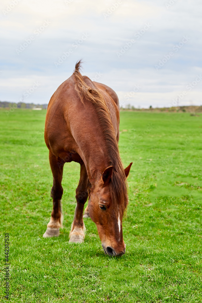 A brown horse with a shaggy tan mane eating in an empty grass field A brown horse with a shaggy tan mane eating in an empty grass field