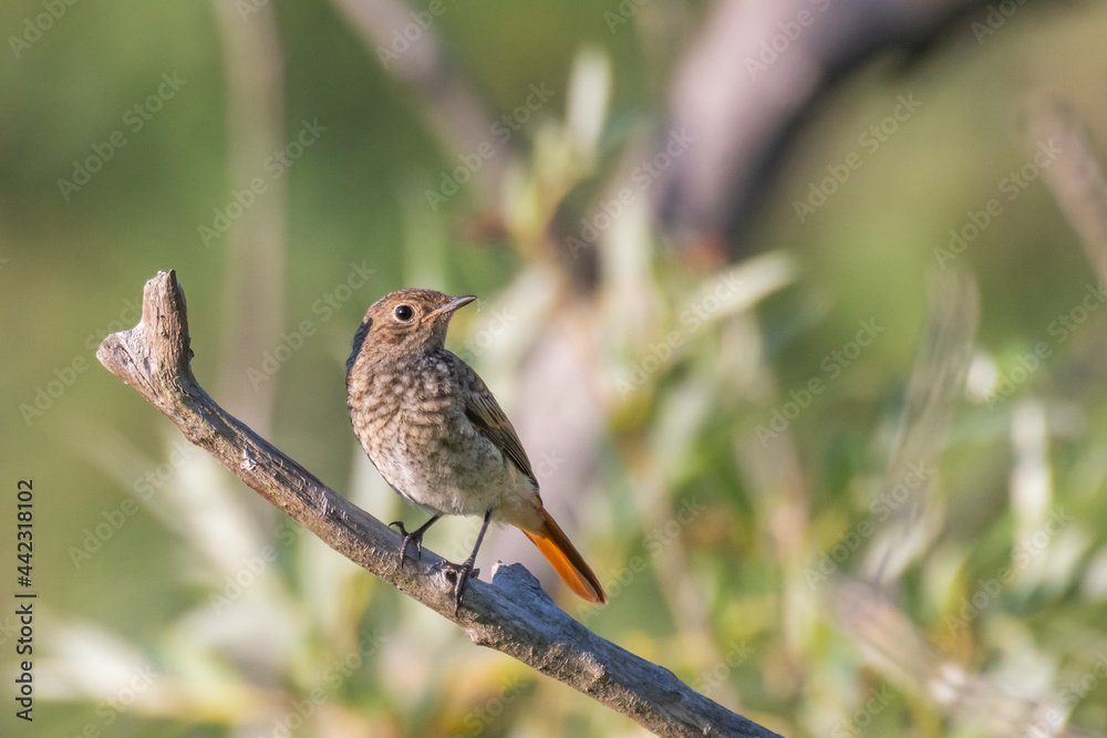 Redstart Phoenicurus phoenicurus perched on a branch Redstart Phoenicurus phoenicurus perched on a branch