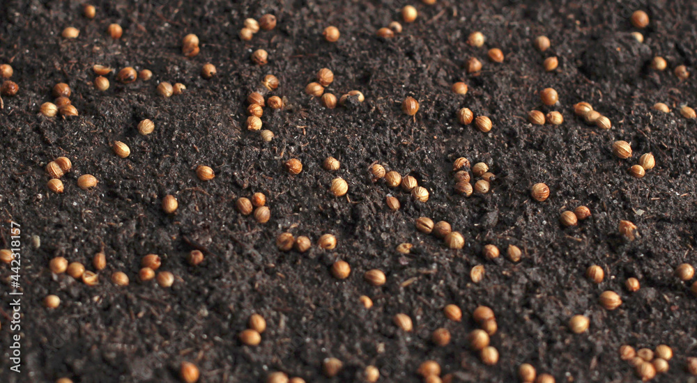 coriander seasoning seeds on the ground for growing on greens coriander seasoning seeds on the ground for growing on greens