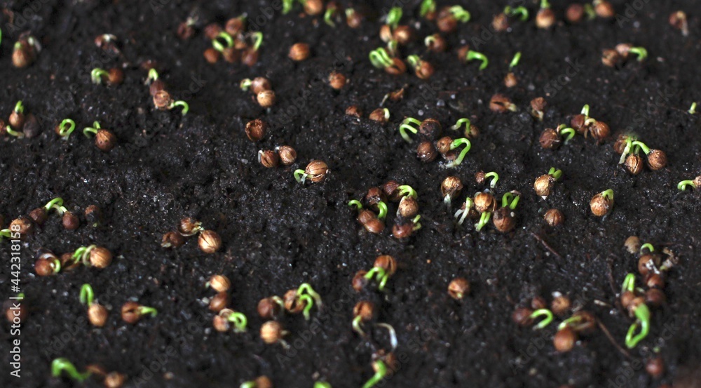 coriander seasoning seeds on the ground for growing on greens coriander seasoning seeds on the ground for growing on greens