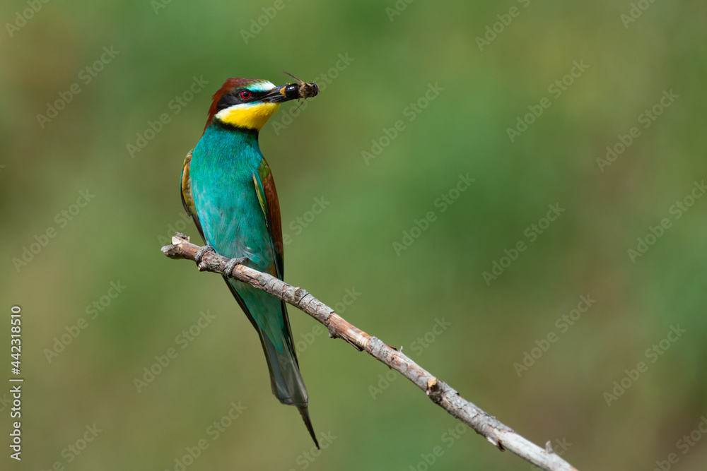 European bee-eater Merops Apiaster in the wild, with a bee in its beak European bee-eater Merops Apiaster in the wild, with a bee in its beak