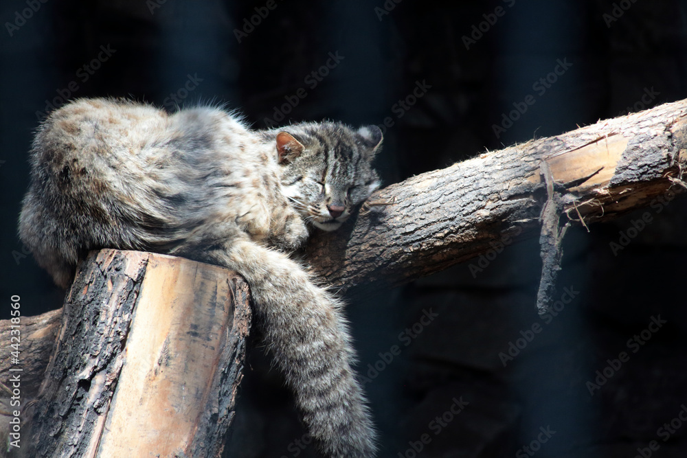 Obraz premium leopard cat sleeping on the log