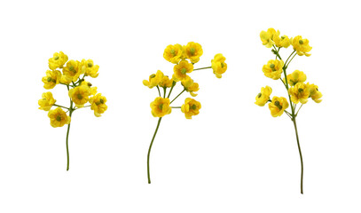 Set of small yellow flowers of berberis thunbergii isolated