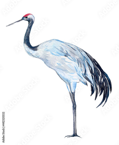 White crane, watercolor illustration on isolated white background photo