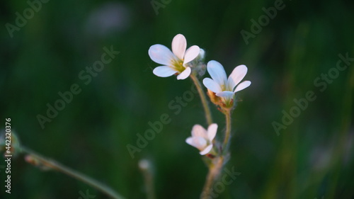 white and blue flowers