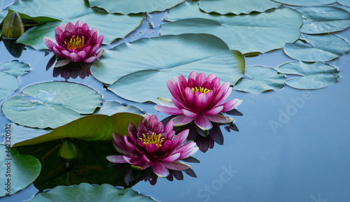 Three Red water lily or lotus flower Attraction in the pond of Arboretum Park Southern Cultures in Sirius  Adler  Sochi. Magic close-up of Nymphaea  Attraction  on blue water background