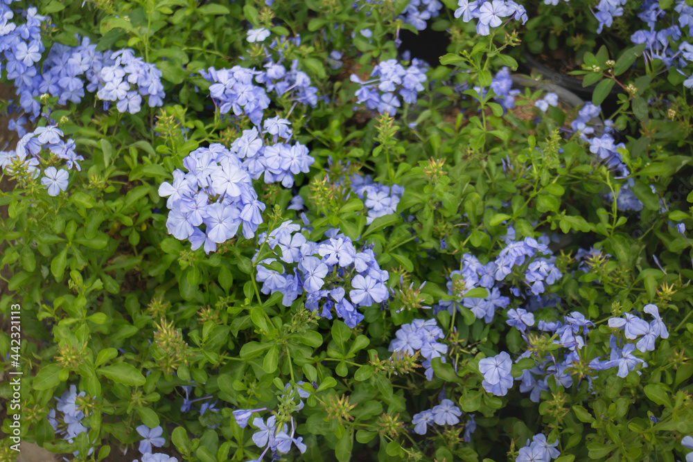 Green summer plant in outdoors market Green summer plant in outdoors market