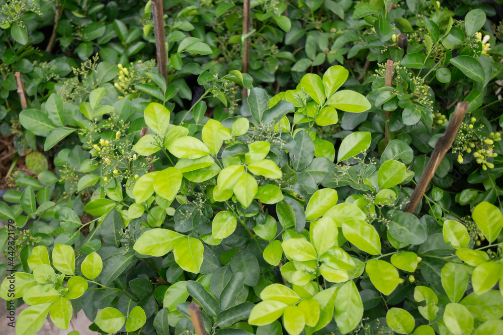 Green summer plant in outdoors market Green summer plant in outdoors market
