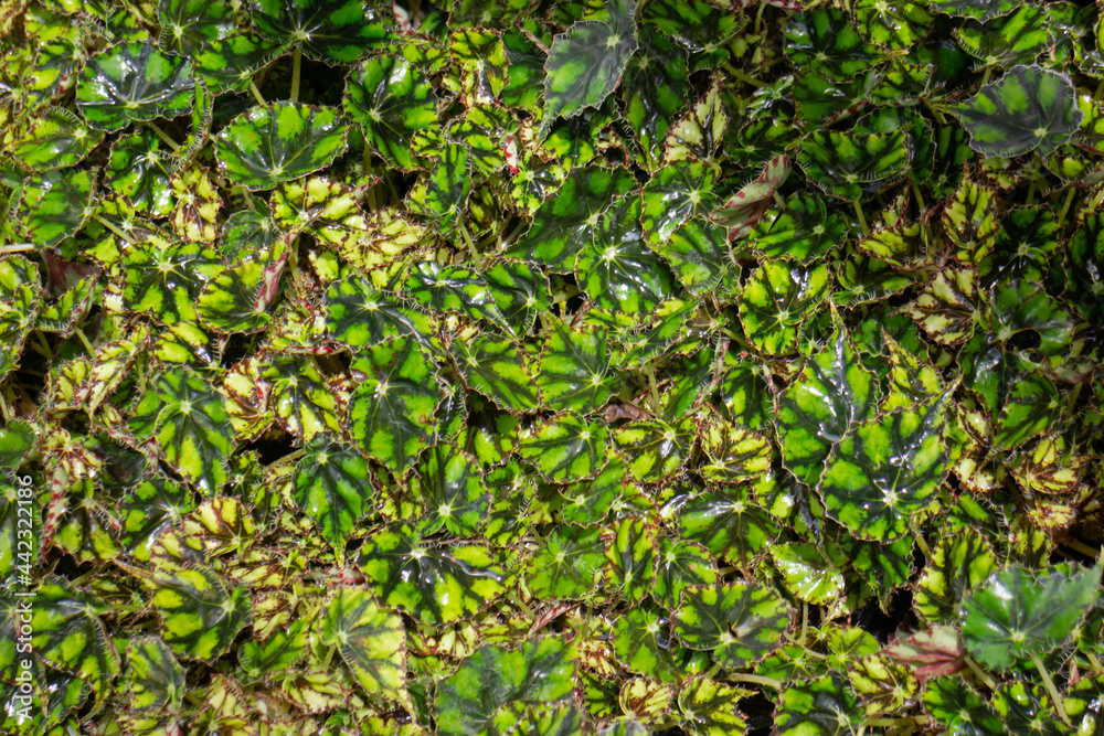 Green summer plant in outdoors market Green summer plant in outdoors market