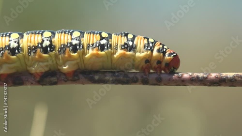 Hyles Euphorbiae, Red head of thick greasy caterpillar hanging on horizontal stem against background of green meadow. Insect trembles in strong summer wind photo