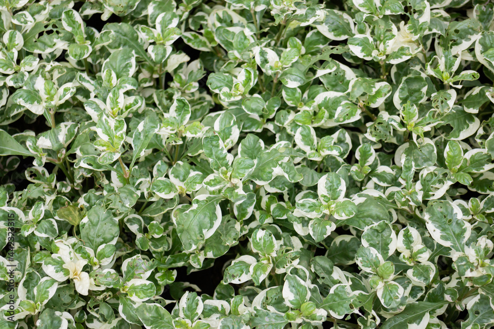 Green summer plant in outdoors market Green summer plant in outdoors market