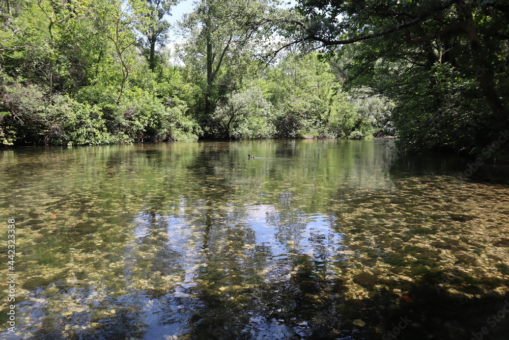 Picturesque river Cetina with clear water among green plants on the banks of a sunny summer day, Croatia Picturesque river Cetina with clear water among green plants on the banks of a sunny summer day, Croatia
