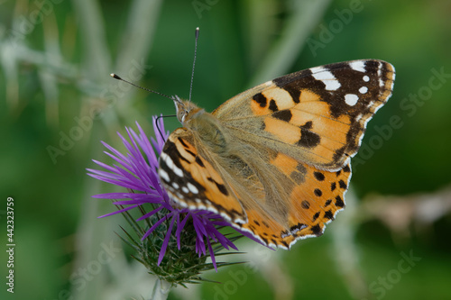 Painted lady (Vanessa cardui) on a flower