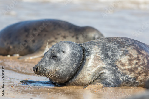 Seal with fishing net line caught around neck. Sad animal welfare image.