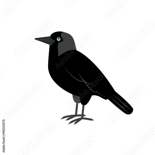 Black jackdaw with blue eyes isolated on a white background. City birds. 