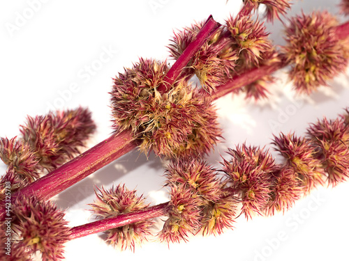 Close up flower of Amarsnth tree.