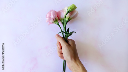 Side view of a hand holding a small bouquet of blooming pink flowers and a white greenish bud. With pale pink background.