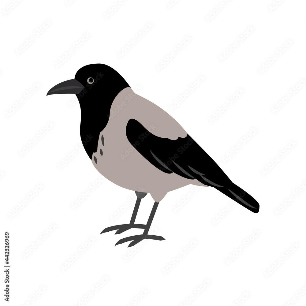 Fototapeta premium Hoodie isolated on a white background. Crow standing. City birds. 