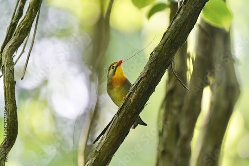 red billed leiothrix on the branch photo