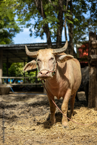 Close-up shot of albino buffalo standing in the sunlight near a stable.