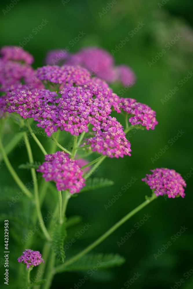 Purple pink yarrows closeup, flowers on green garden background Purple pink yarrows closeup, flowers on green garden background