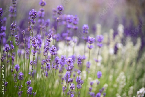 Lavender flowers in bloom in a field. Different shades of lavender flower. Growing for aromatherapy. Natural photo. Macro © Rosie