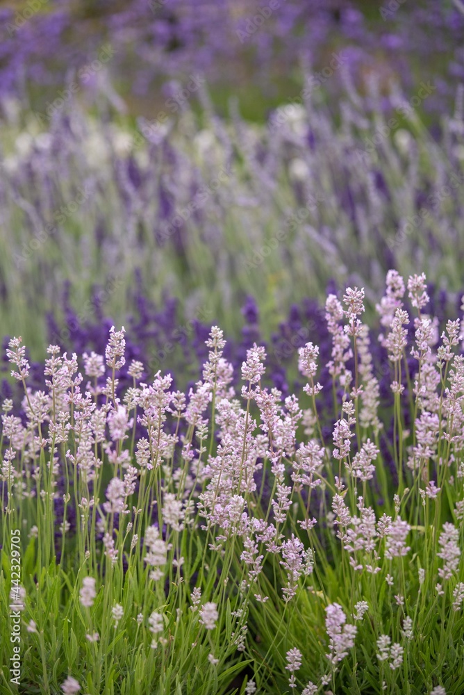 Lavender flowers in bloom in a field. Different shades of lavender flower. Growing for aromatherapy. Natural photo. Macro Lavender flowers in bloom in a field. Different shades of lavender flower. Growing for aromatherapy. Natural photo. Macro