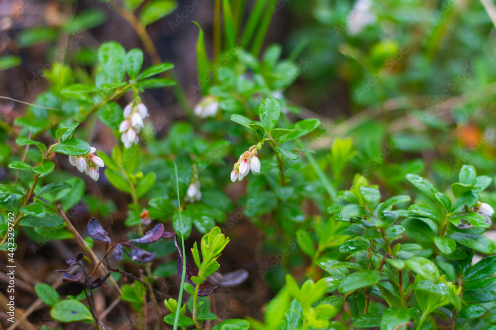 White flowers of wild cranberry berries in the spring in the forest White flowers of wild cranberry berries in the spring in the forest