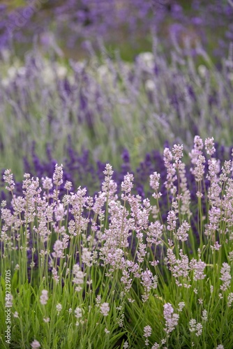 Lavender flowers in bloom in a field. Different shades of lavender flower. Growing for aromatherapy. Natural photo. Macro