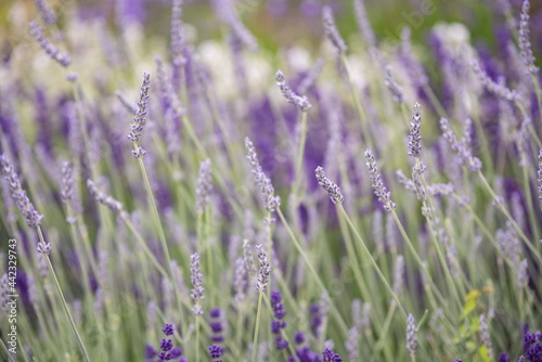 Lavender flowers in bloom in a field. Different shades of lavender flower. Growing for aromatherapy. Natural photo. Macro
