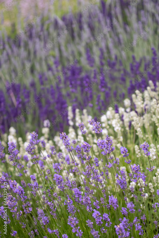 Lavender flowers in bloom in a field. Different shades of lavender flower. Growing for aromatherapy. Natural photo. Macro Lavender flowers in bloom in a field. Different shades of lavender flower. Growing for aromatherapy. Natural photo. Macro