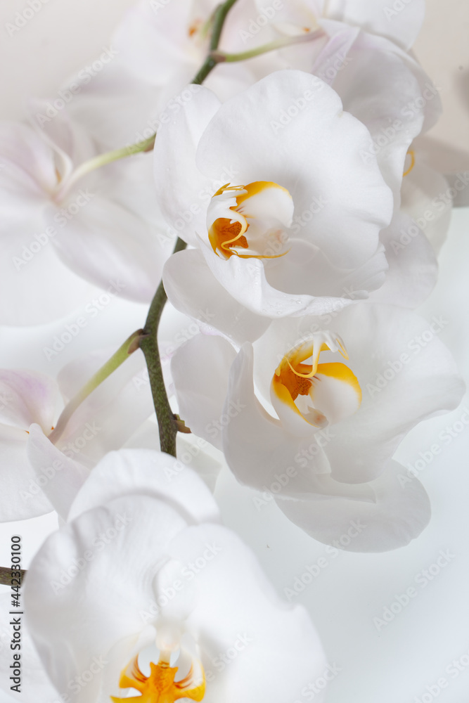 Beautiful white pink magenta flower orchid background