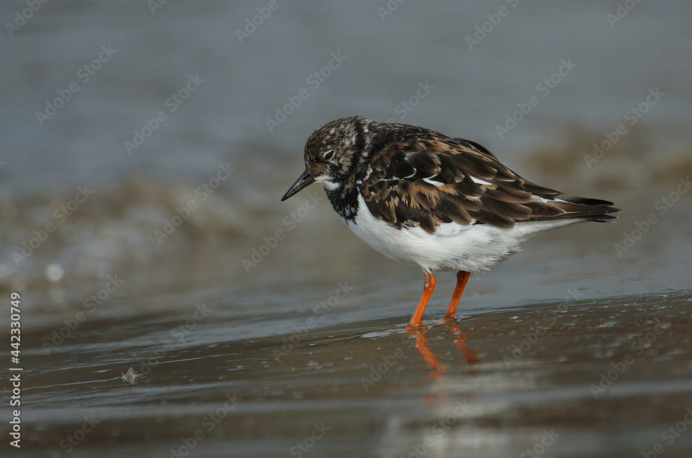 Steenloper, Ruddy Turnstone, Arenaria interpres Steenloper, Ruddy Turnstone, Arenaria interpres