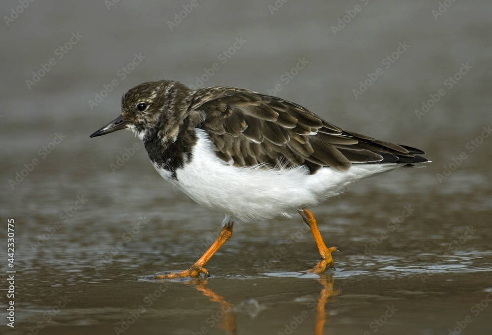 Ruddy Turnstone, Steenloper, Arenaria interpres Ruddy Turnstone, Steenloper, Arenaria interpres