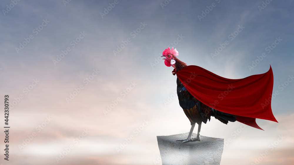 Naklejka super hero Brown rooster perched on the rocky mountain