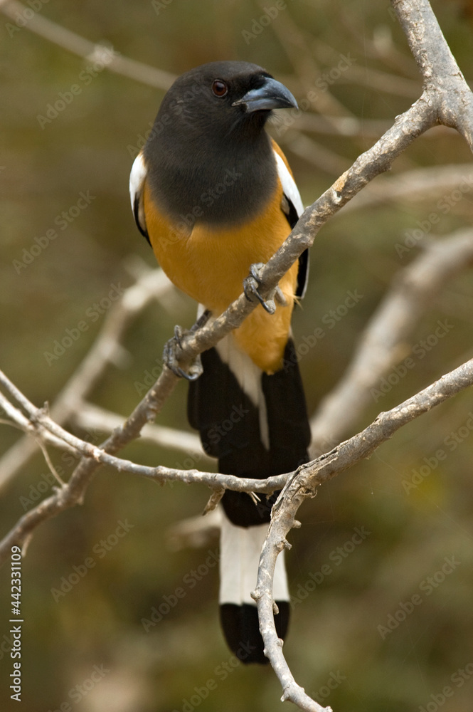 Naklejka premium Zwerfekster, Rufous Treepie, Dendrocitta vagabunda