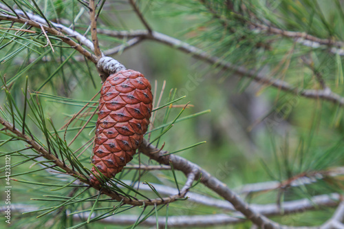 Brown elongated pine cone hanging on the pine
