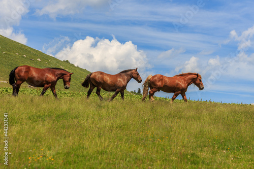 Group of three brown adult horses in the green mountain