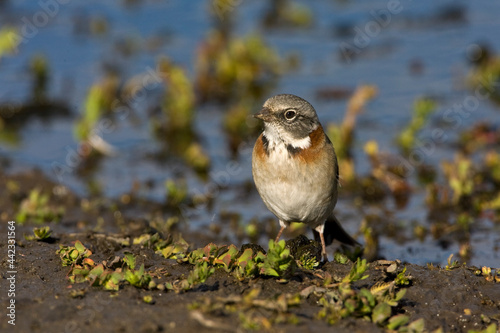 Roodkraaggors, Rufous-collared Sparrow, Zonotrichia capensis photo