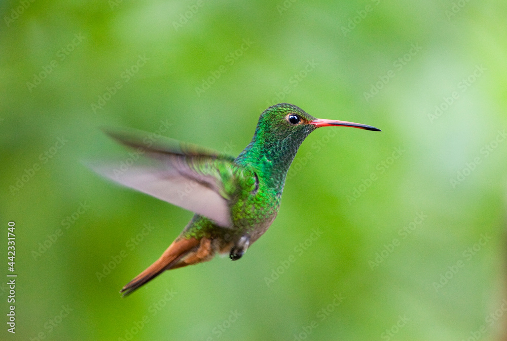 Roodstaartamazilia, Rufous-tailed Hummingbird, Amazilia tzacatl Roodstaartamazilia, Rufous-tailed Hummingbird, Amazilia tzacatl