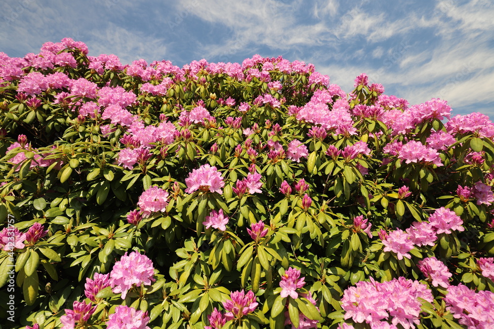 Beautiful purple blooming rhododendrons against a blue sky background. Photo was taken on a sunny day.