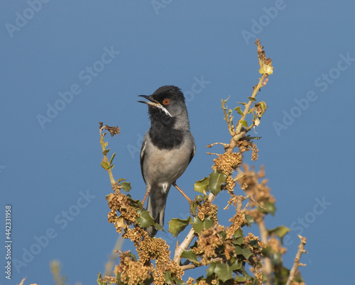 Rüppells Warbler, Rüppells Grasmus, Sylvia rueppelli photo