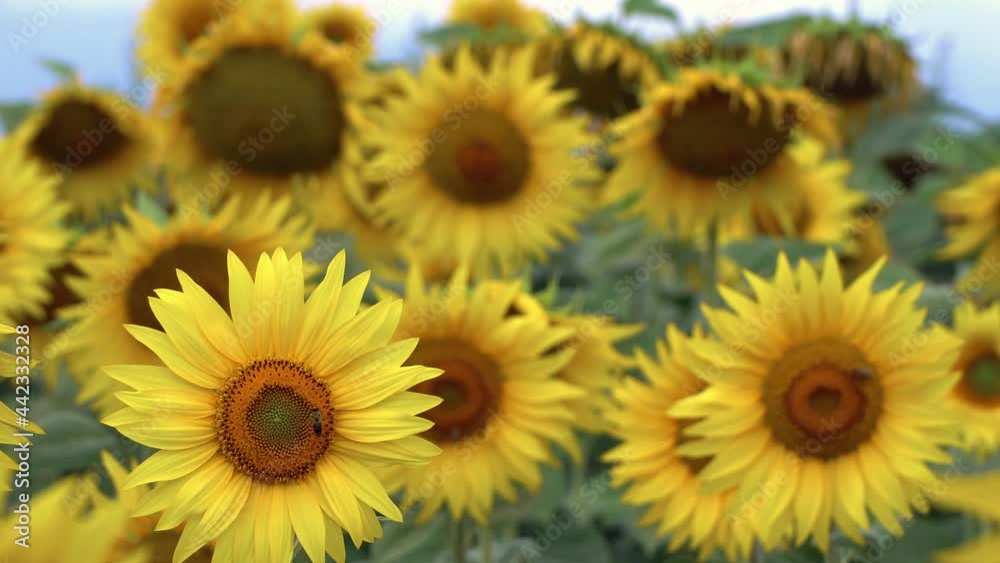 Amazing beauty of sunflower field with bright sunlight on flowers Amazing beauty of sunflower field with bright sunlight on flowers